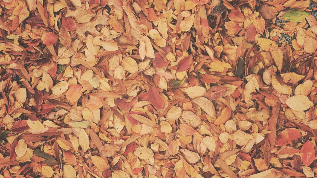 Ramassage de feuilles